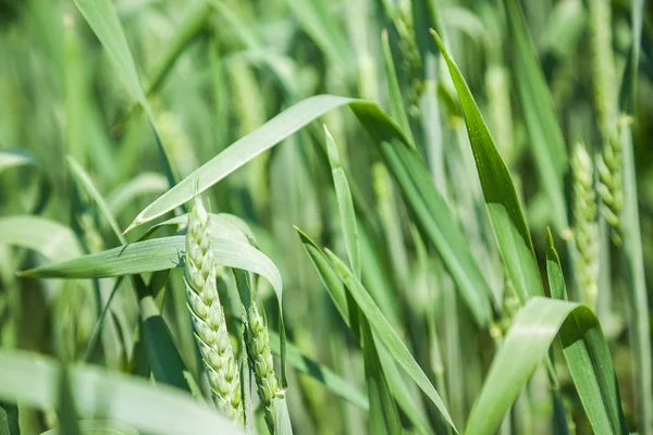 Na slunečný letní den pole Zelená pšenice — Stock fotografie