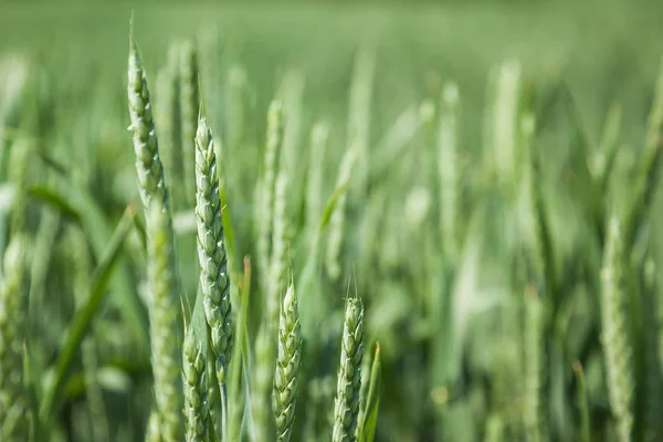 Campo de trigo verde en el soleado día de verano — Foto de Stock