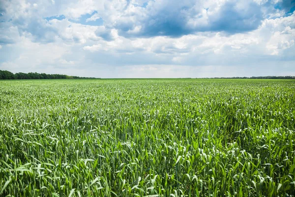 Green wheat field on sunny summer day — Stock Photo, Image