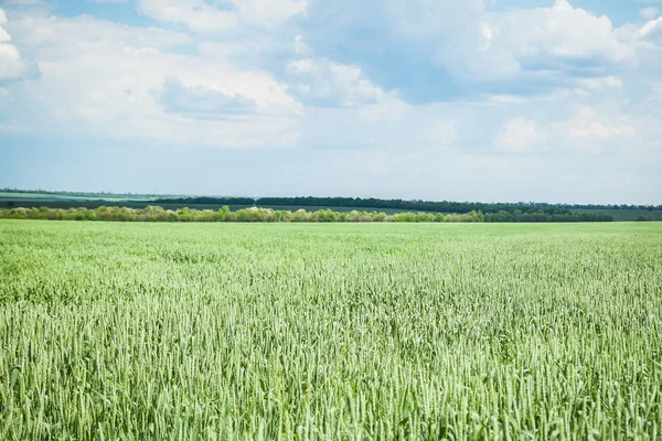 Green wheat field on sunny summer day — Stock Photo, Image