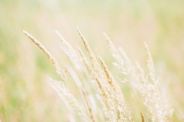 Güneşli gün yaz alanında spikelets