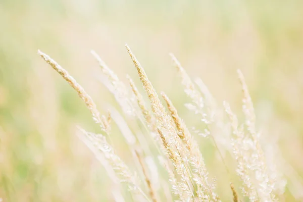 Spikes im Feld an sonnigem Sommertag — Stockfoto