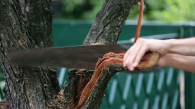 Yaz aylarında ağaçta şapka testere dalında genç adam. Ahşap testere yakın çekim