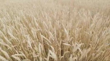 buğday alanında altın spikelets hasat için hazırsınız demektir. Yukarıdan görüntülemek