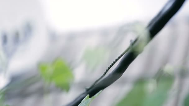 Fio preto pendurado e sua chuva, close-up — Vídeo de Stock