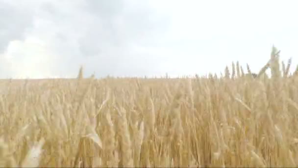 Gouden spikelets van tarwe in veld zijn klaar voor de oogst. Camera beweegt naar voren en omhoog — Stockvideo