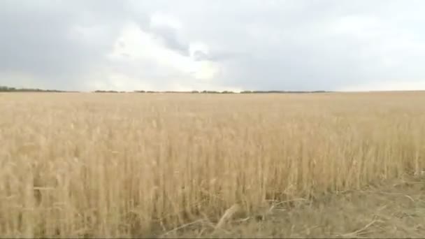 Espiguetas de ouro de trigo no campo. câmera se move da esquerda para a direita — Vídeo de Stock