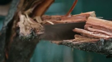 Yaz aylarında ağaçta şapka testere dalında genç adam. Ahşap testere yakın çekim
