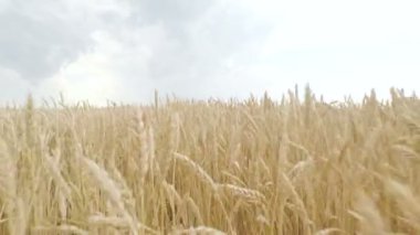 buğday alanında altın spikelets hasat için hazırsınız demektir. Kamera ileriye ve yukarı