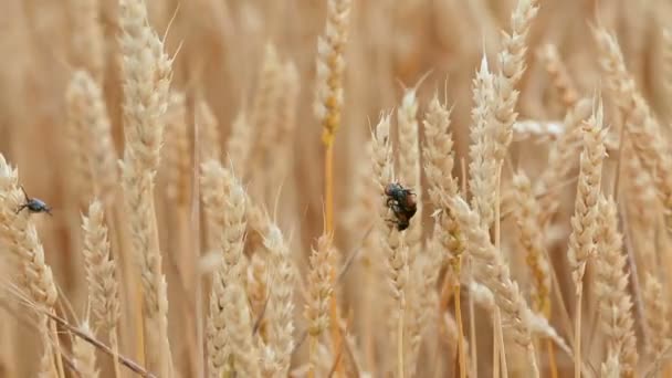 Insektenschädling landwirtschaftlicher Nutzpflanzen. Getreideschwarzer Käfer auf Ähren aus Weizen — Stockvideo