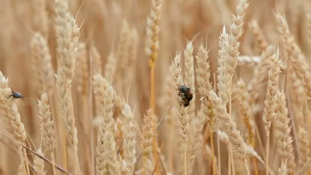 Rovar kártevők a mezőgazdasági termények. Szemes fekete bogár a búza spikelets — Stock videók