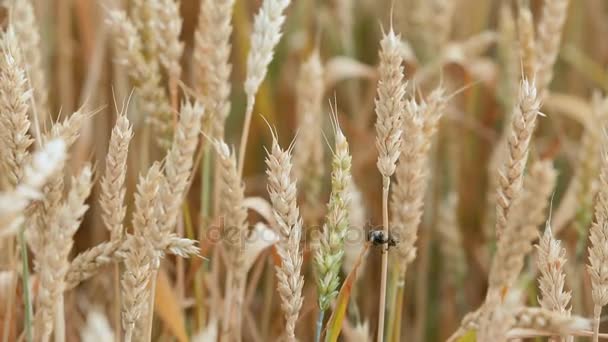 Insect pest of agricultural crops. Grain black beetle on spikelets of wheat — Stock Video