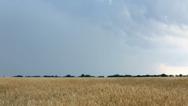 Tarweveld voordat donder en regen. Bliksem in de lucht — Stockvideo