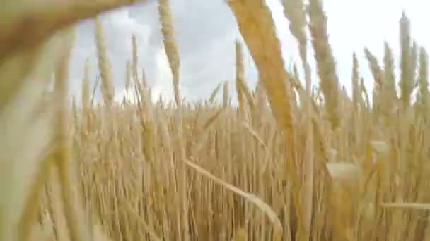 Golden spikelets of wheat in field are ready for harvesting. Camera moves forward and up — Stock Video