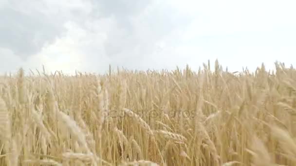 Goldene Ähren vom Weizen auf dem Feld stehen zur Ernte bereit. Kamera bewegt sich nach vorne und nach oben — Stockvideo