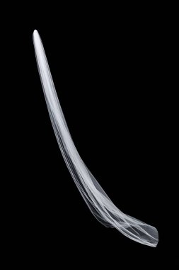 siyah arka plan üzerine izole beyaz düğün gelin peçe