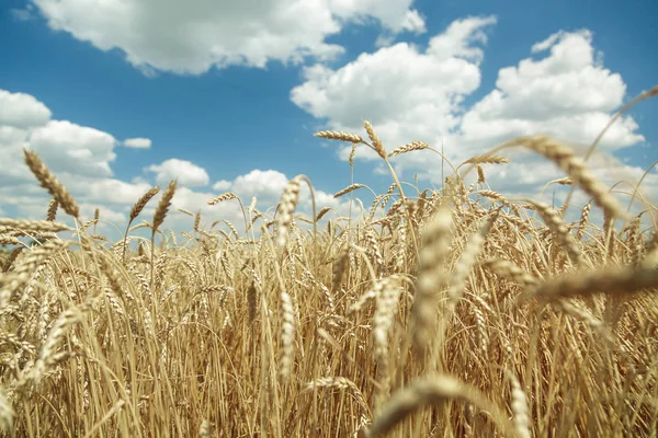 Contexte agricole. Épillets d'or mûrs de blé dans le champ — Photo