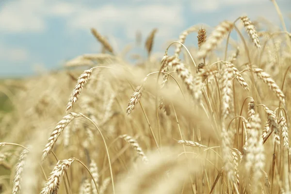 Fondo agrícola. Espiguillas doradas maduras de trigo en el campo — Foto de Stock