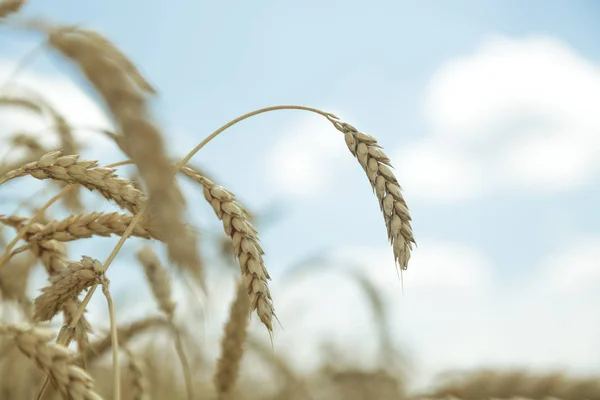 Contexte agricole. Épillets d'or mûrs de blé dans le champ — Photo