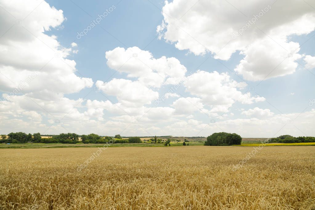 Wheat field and cloudy sky.