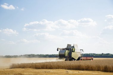 Çalışma biçerdöver buğday alanında birleştirir. Tarım arka plan.