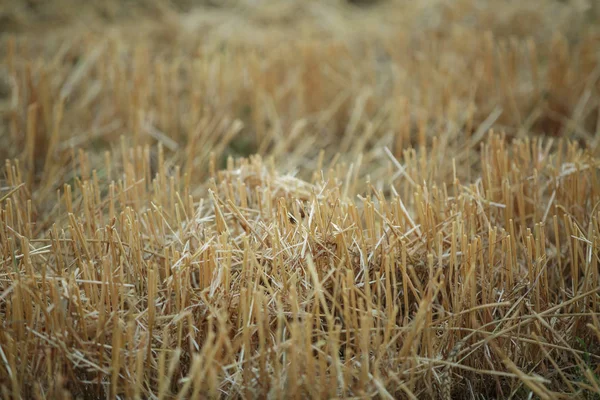 Stubble field after harvest. — Stock Photo, Image