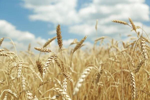 Contexte agricole. Épillets d'or mûrs de blé dans le champ — Photo