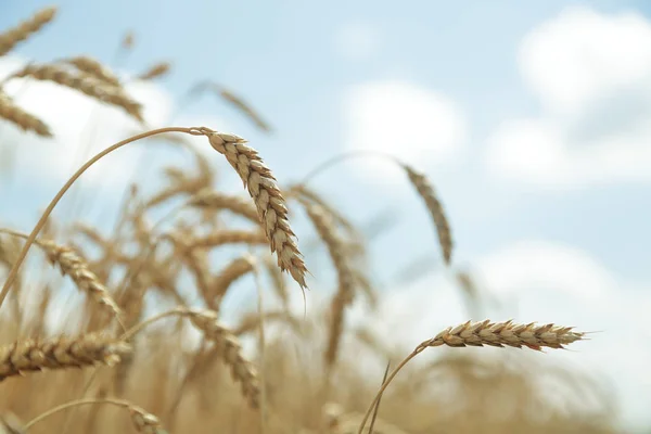Agricultural background. Ripe golden spikelets of wheat in field — Stock Photo, Image