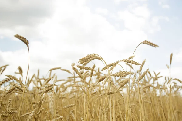 Fondo agrícola. Espiguillas doradas maduras de trigo en el campo — Foto de Stock