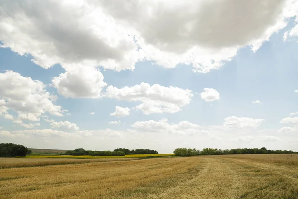 Wheat field and cloudy sky. — Stock Photo, Image
