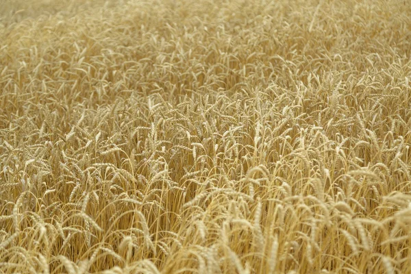 Fondo agrícola. Espiguillas doradas maduras de trigo en el campo — Foto de Stock