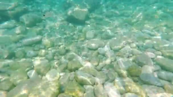 Małe ryby pływać na dnie morza Adriatyckiego — Wideo stockowe
