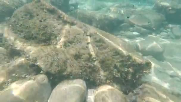 Pequenos peixes nadam no fundo do Mar Adriático — Vídeo de Stock