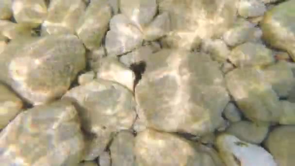 Oursin sur le fond de galets de la mer Adriatique — Video