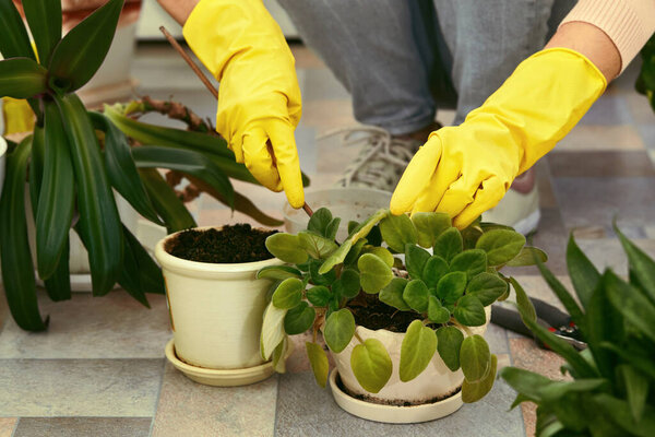 Gardeners hand planting flowers in pot