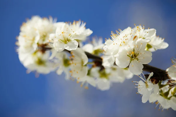 Гілка вишневого цвіту — стокове фото