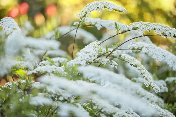 Fioritura fiore bianco in giardino . — Foto Stock