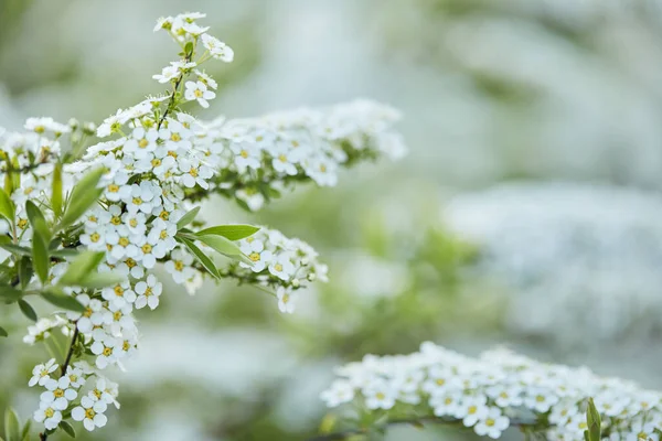 Fioritura fiore bianco in giardino . — Foto Stock