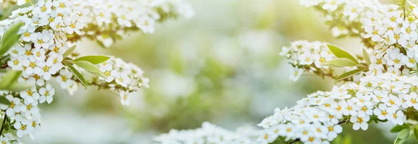 Spirea fiorita su fondo morbido — Foto Stock