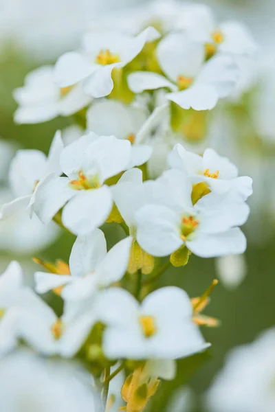 Цветущий белый цветок — стоковое фото