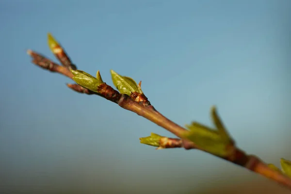 Branche et bourgeons — Photo