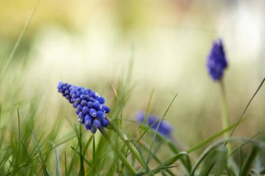 Üzüm sümbülü çiçekleri.