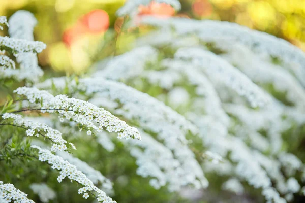 Fioritura fiore bianco in giardino . — Foto Stock