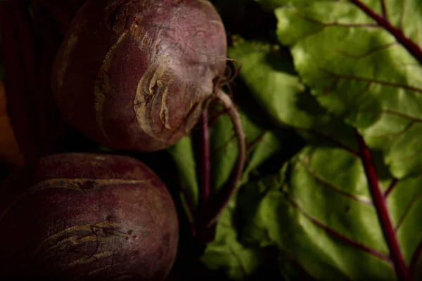 Natural Organic Red Beetroot Root — Stock Photo, Image