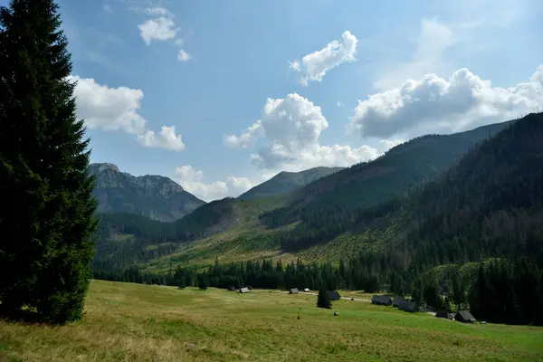 Selvaggia Foresta Verde Tatra Montagna — Foto Stock