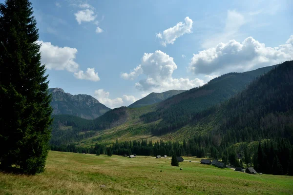 Wild Green Forest Tatra Mountain — Stock Photo, Image