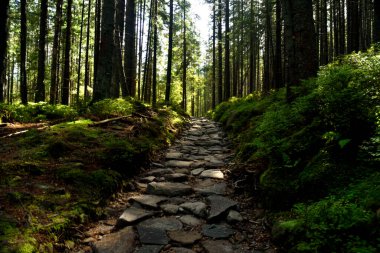 Taş yolu olan güzel bir orman.