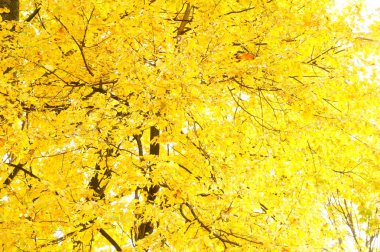 Sonbahar. Arka plan. Sarı yapraklı ağaç.