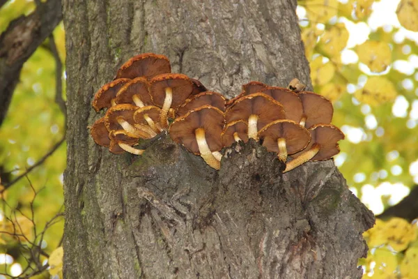 나무 몸통에 있는 버섯. — 스톡 사진