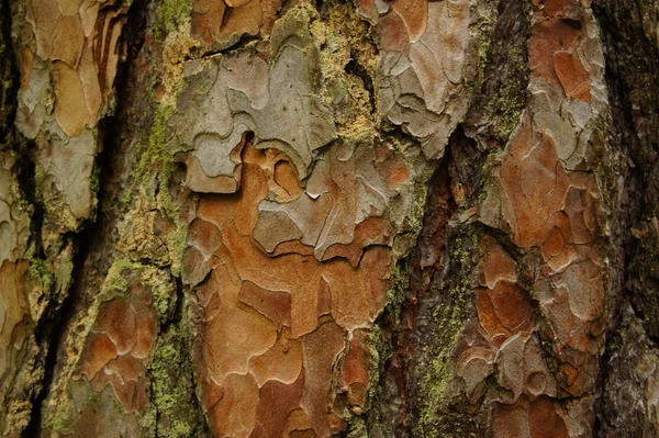 針葉樹の木の幹 — ストック写真